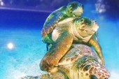 012-Два самца головастой морской черепахи